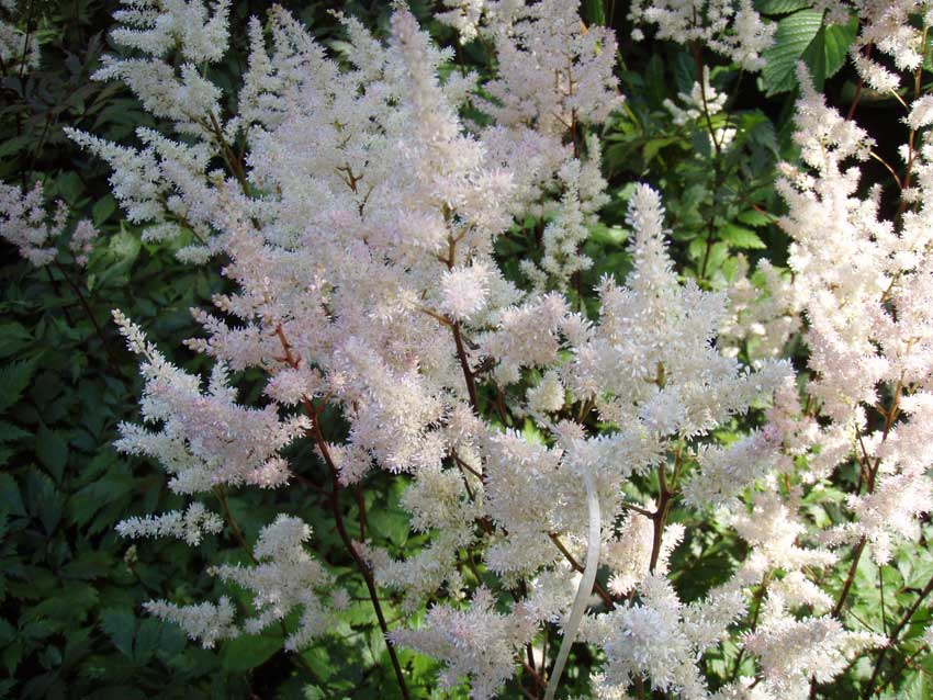 /gallery/early_summer/04-astilbe_sprite.jpg