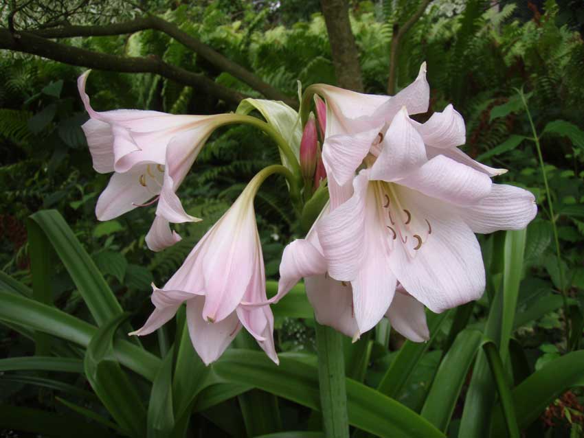 /gallery/early_summer/10-crinum_moorei4.jpg