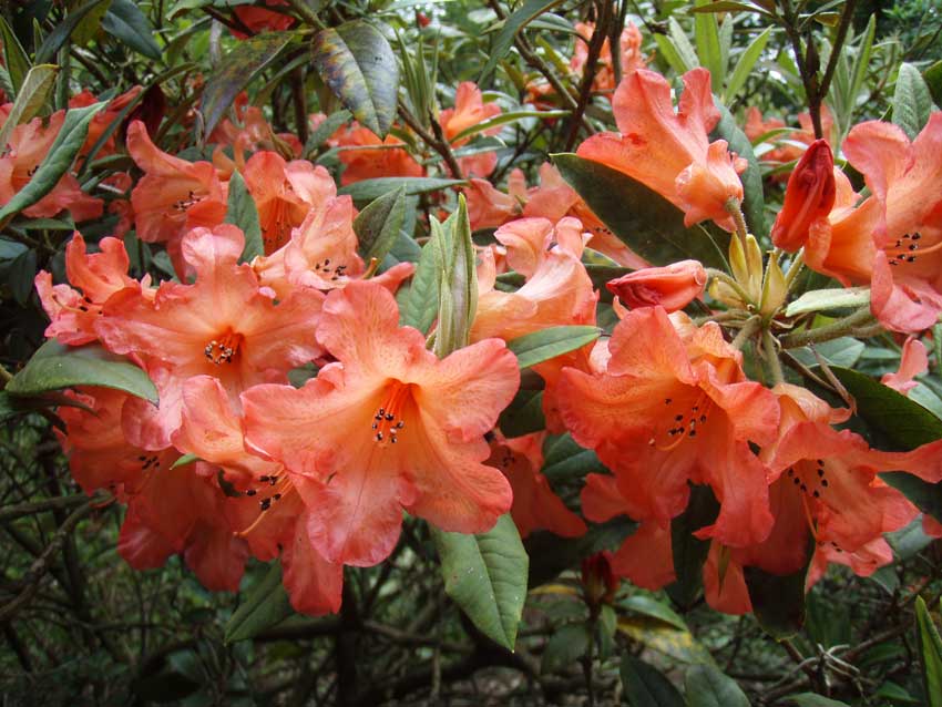 /gallery/early_summer/10-rhododendron_mohamet.jpg