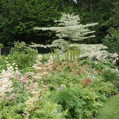 /gallery/early_summer/cornus_controversa_variegata.jpg