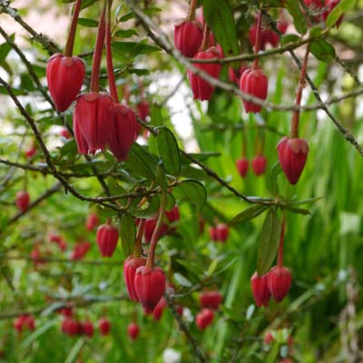 /gallery/early_summer/crinodendrum_hookerianum4.jpg