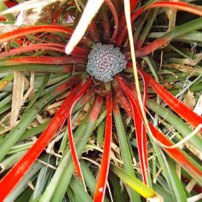 /gallery/early_summer/fascicularia_bicolour.jpg