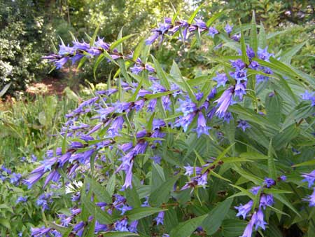 /gallery/early_summer/gentiana_asclepiadea.jpg