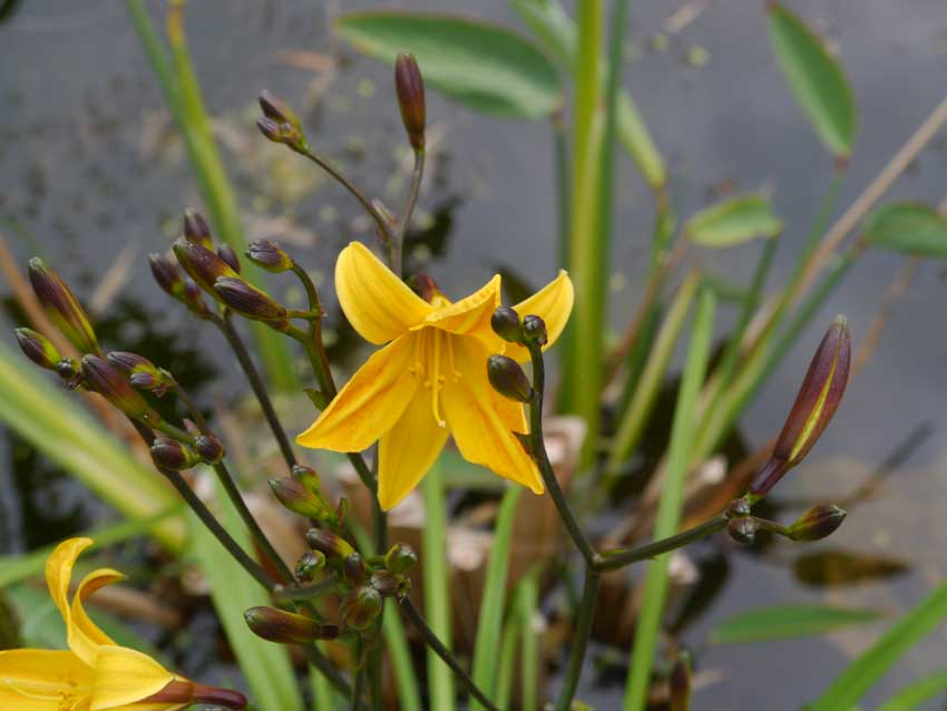 /gallery/early_summer/hemerocallis_golden_chimes.jpg