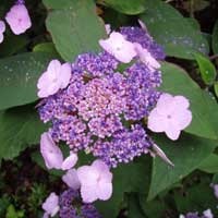 /gallery/early_summer/hydrangea_aspera_anthony_bullivant.jpg