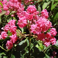 /gallery/early_summer/kalmia_latifolia_sarah.jpg