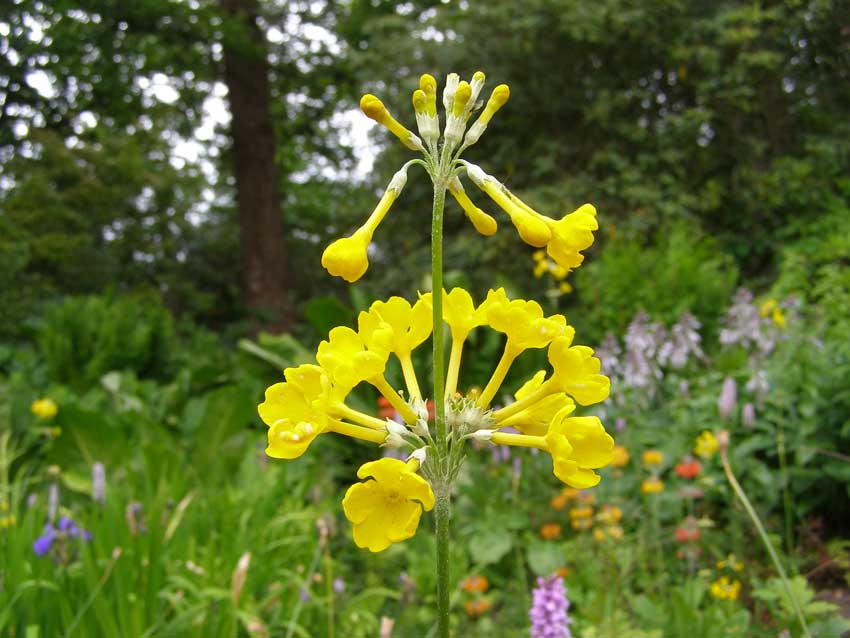 /gallery/early_summer/primula_bulleyana.jpg