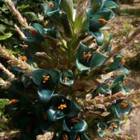 /gallery/early_summer/puya_alpestris.jpg