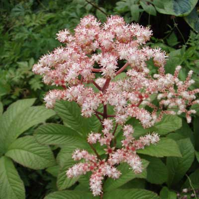 /gallery/early_summer/rodgersia_pinnata_jade_dragon_mountain.jpg