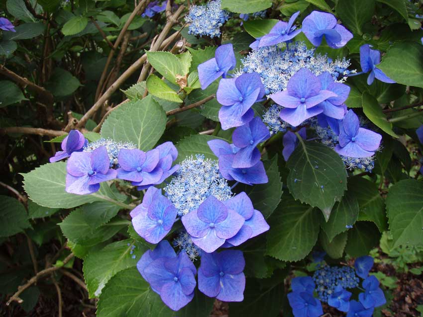 /gallery/late_summer/09-hydrangea_blaumeise.jpg