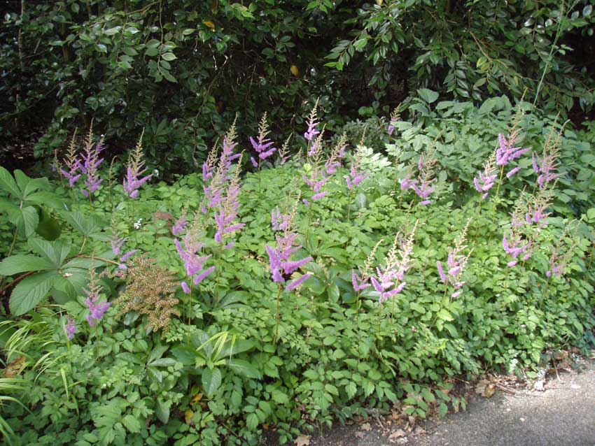 /gallery/late_summer/astilbe_chinensis_pumila2.jpg