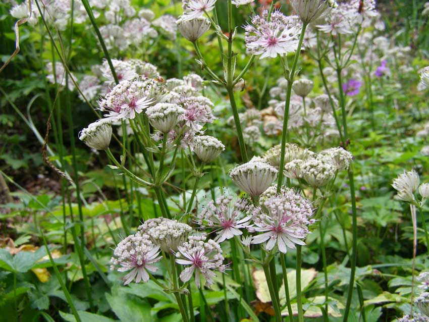 /gallery/late_summer/astrantia_major2.jpg