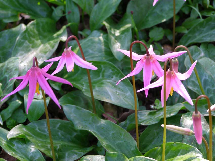 /gallery/spring/09-erythronium_revolutum.jpg