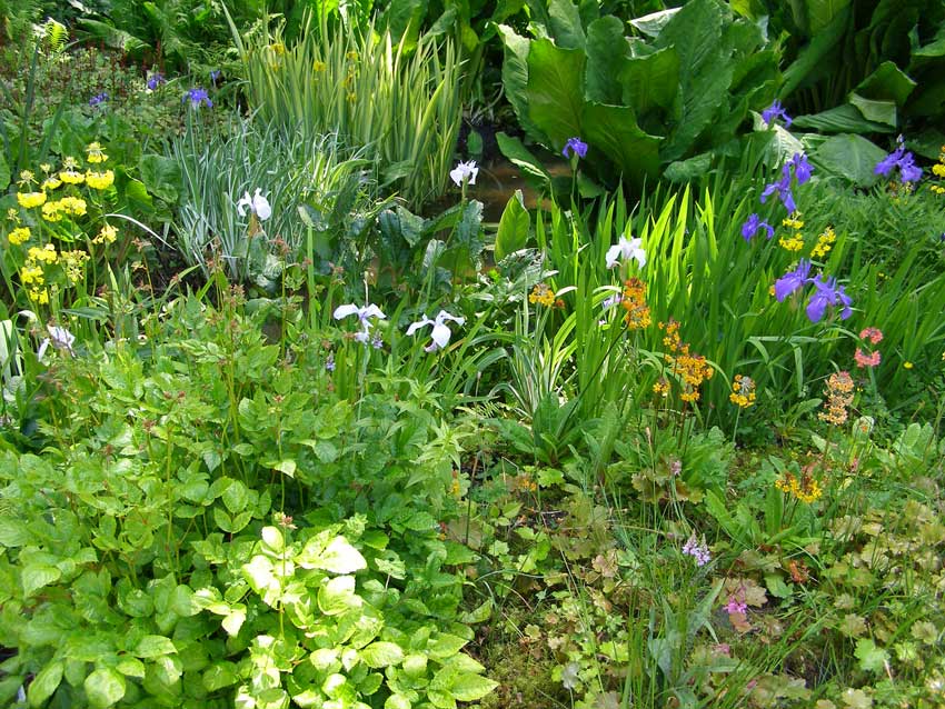 /gallery/spring/11-bog_garden.jpg