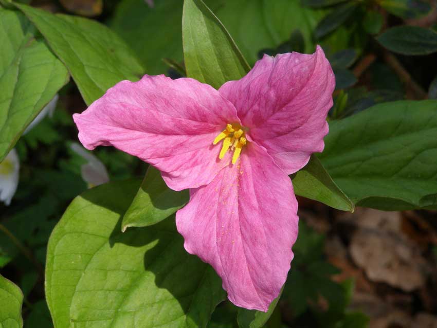 /gallery/spring/11-trillium_grandiflorum_roseum.jpg