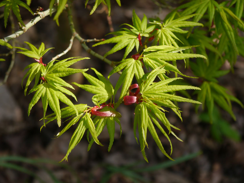 /gallery/spring/acers-coming-in-leaf-may18.jpg