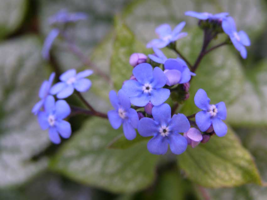 /gallery/spring/brunnera_jack_frost.jpg