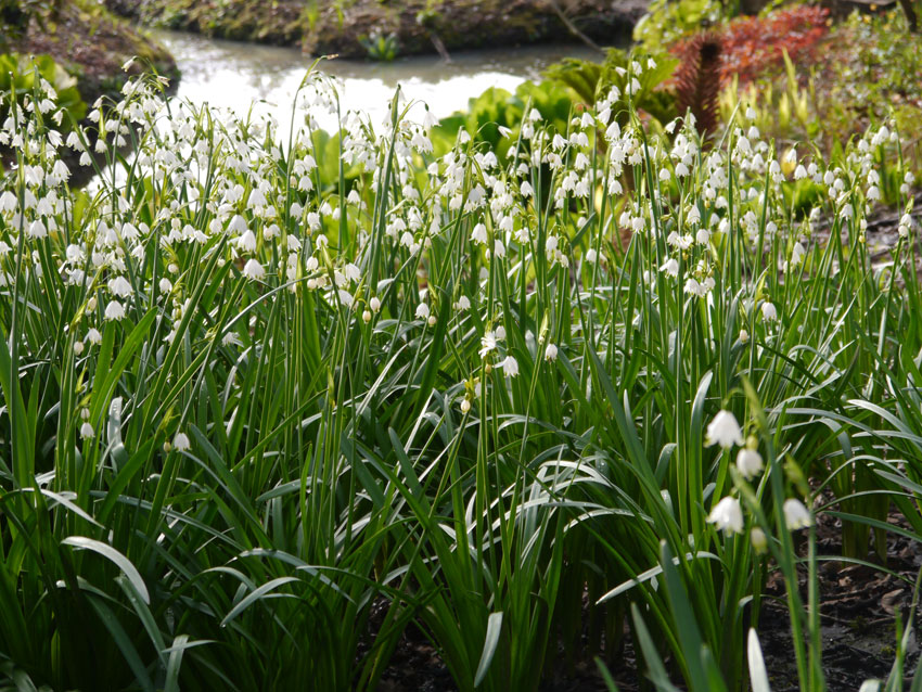 /gallery/spring/leucojum_vernum2.jpg