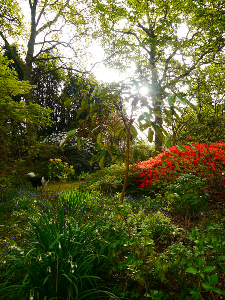 Spinners Garden in May