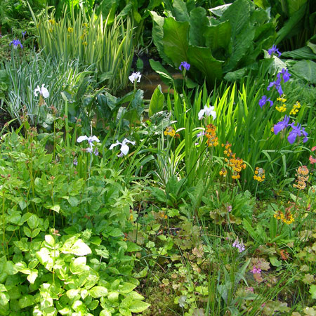Spinners Bog Garden